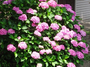 ajisai red purple.JPG